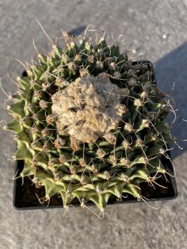 Obregonia denegrii